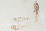 Fossil Fish Plate (Knightia And Diplomystus) #122760-2
